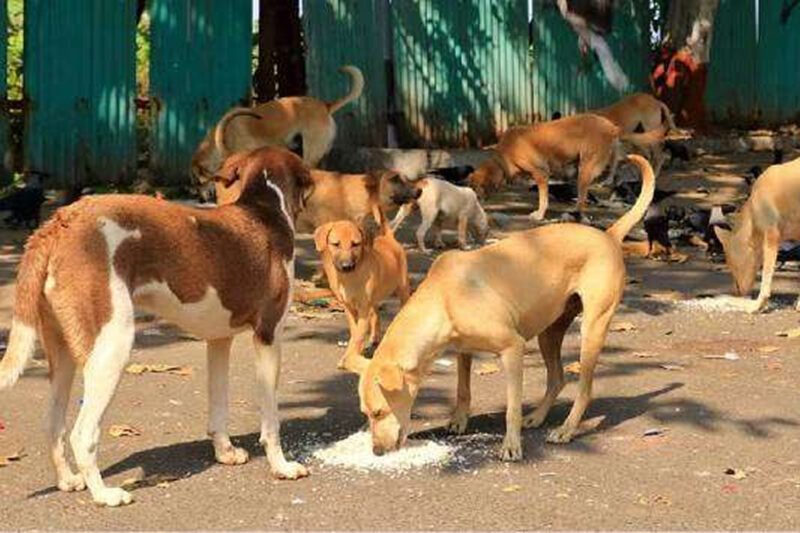 இந்தியப் பிரதமருக்காக தெரு நாய்களை அகற்ற முடிவு: இலங்கையில் மனிதர்களுக்கு மட்டும்மல்ல மிருகம்களுக்கும் நிம்மதி இல்லை!