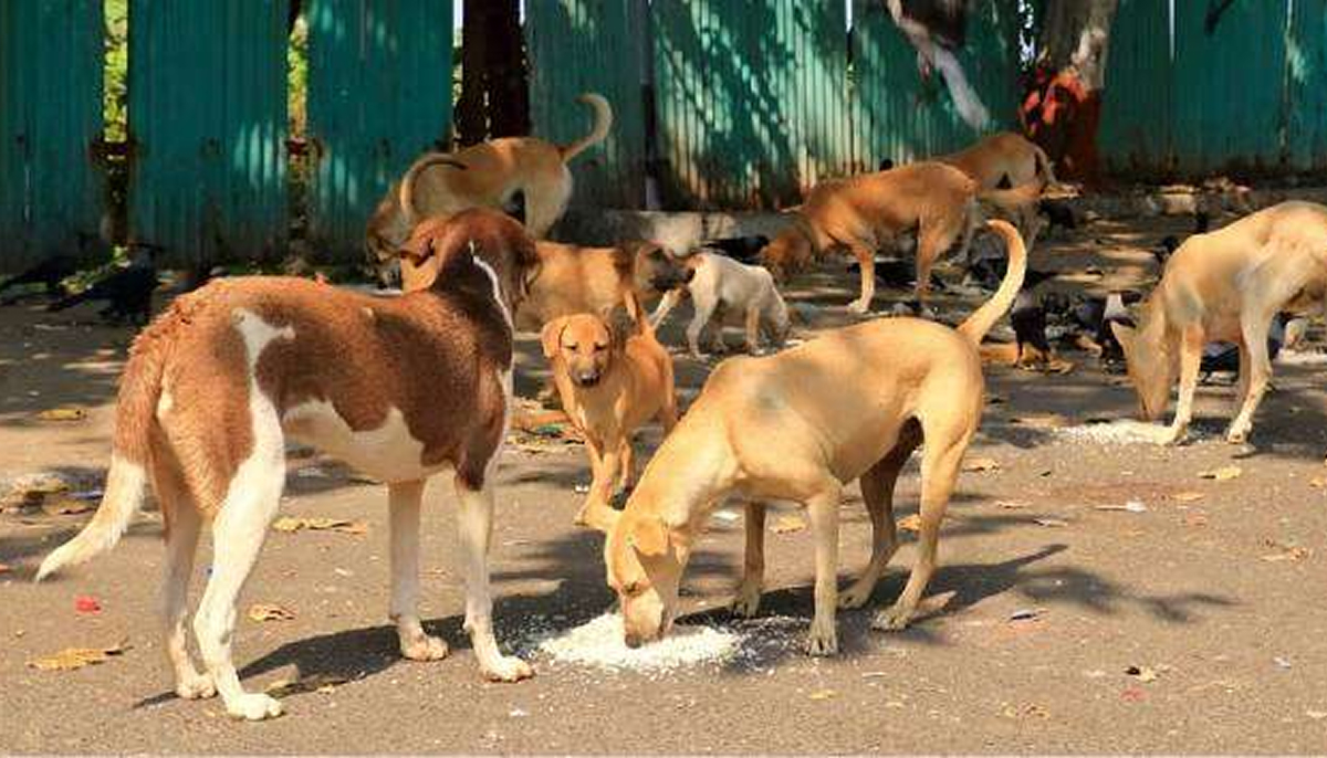 இந்தியப் பிரதமருக்காக தெரு நாய்களை அகற்ற முடிவு: இலங்கையில் மனிதர்களுக்கு மட்டும்மல்ல மிருகம்களுக்கும் நிம்மதி இல்லை!